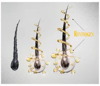 Diagram showing hair follicle rejuvenation with Revivogen MD, highlighting hair regrowth process and natural ingredients.